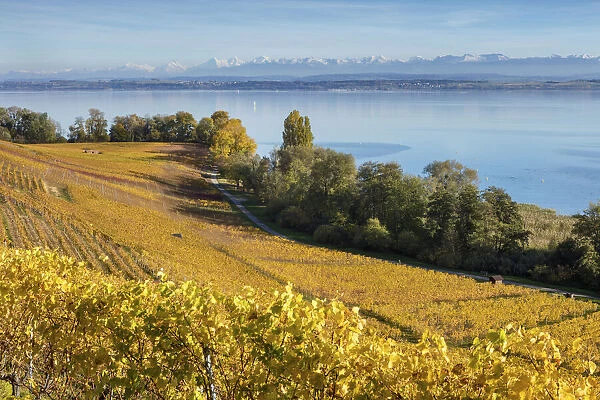 Switzerland, Canton of Neuchatel, Lake Neuchatel, Vineyards near Concise village
