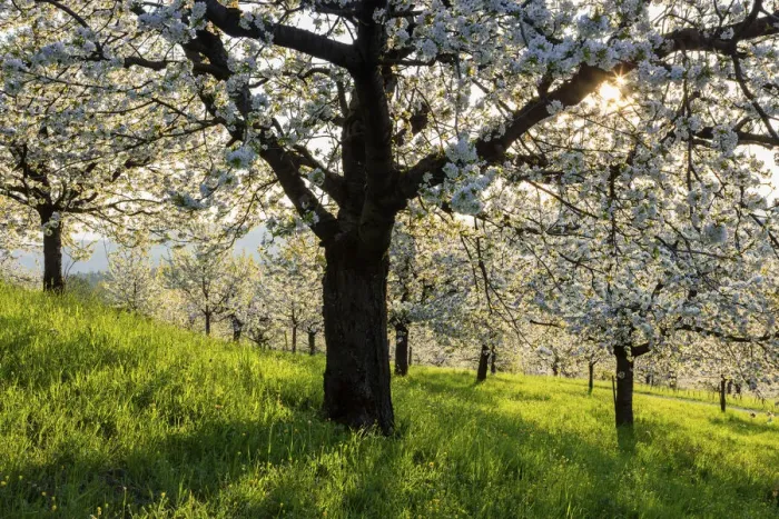 Framed Print : Switzerland, Canton of Solothurn, Cherry trees near St. Pantaleon village, Cherry blossom Framed Print : Switzerland, Canton of Solothurn, Cherry trees near St. Pantaleon village, Cherry blossom