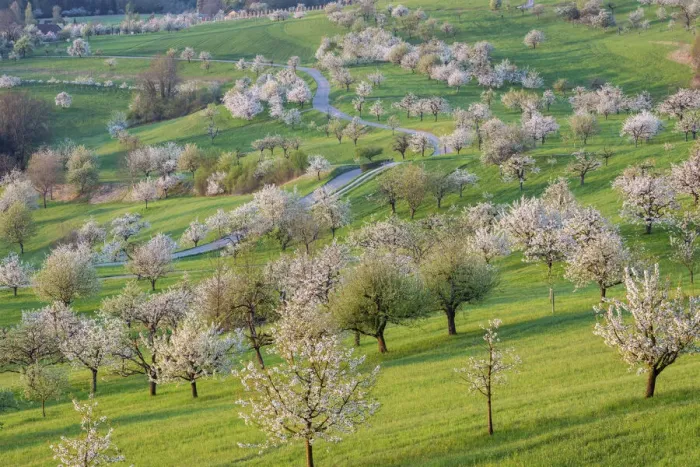 Framed Print : Switzerland, Canton of Solothurn, Cherry trees near St. Pantaleon village, Cherry blossom Framed Print : Switzerland, Canton of Solothurn, Cherry trees near St. Pantaleon village, Cherry blossom