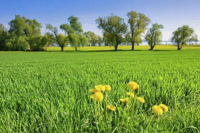 Framed Print : Switzerland, Canton of Thurgau, Lake Constance, spring, cornfield Framed Print : Switzerland, Canton of Thurgau, Lake Constance, spring, cornfield