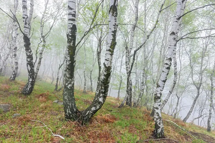 Framed Print : Switzerland, Canton Ticino, Val Capriasca, Gola di Lago, Silver birch trees Framed Print : Switzerland, Canton Ticino, Val Capriasca, Gola di Lago, Silver birch trees