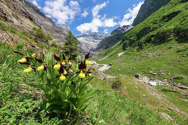 Switzerland, Canton of Uri, Maderaner valley, ladys slipper flower