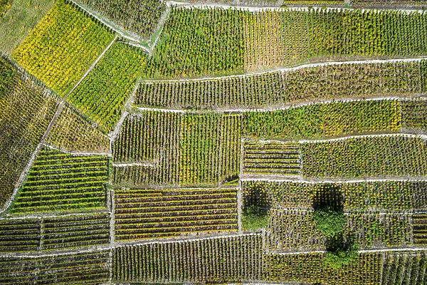 Switzerland, Canton of Valais, Fully, Vineyards on the hills of Fully