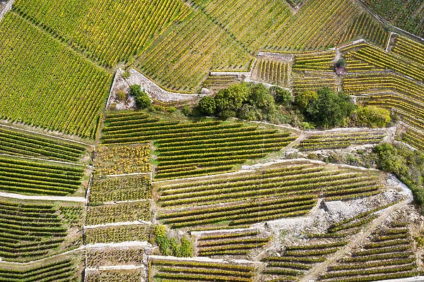 Switzerland, Canton of Valais, Fully, Vineyards on the hills of Fully
