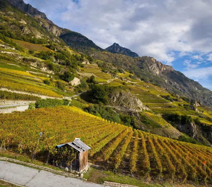 Framed Print : Switzerland, Canton of Valais, Fully, Vineyards of Michel Dorsaz & Fils winery Framed Print : Switzerland, Canton of Valais, Fully, Vineyards of Michel Dorsaz & Fils winery