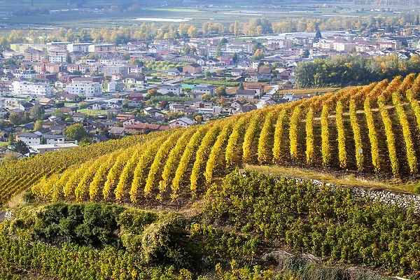 Switzerland, Canton of Valais, Fully, Vineyards of Michel Dorsaz & Fils winery