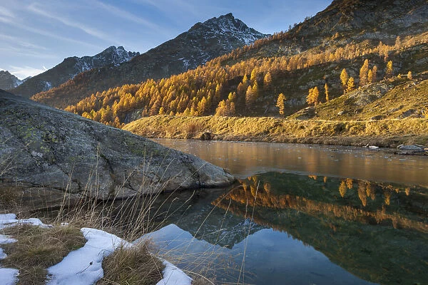 Switzerland, Canton of Valais, lake Grundsee, Lotschental valley, Larches