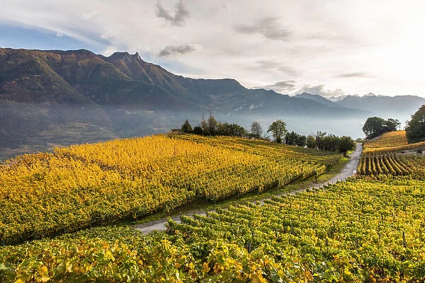 Switzerland, Canton of Valais, Saillon, Vineyard landscape