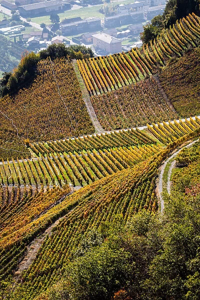 Switzerland, Canton of Valais, Saillon, Vineyards in the area of the Passerelle a