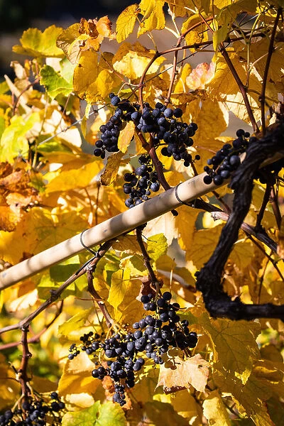Switzerland, Canton of Valais, Saillon, Grapes in the Farinets vineyard
