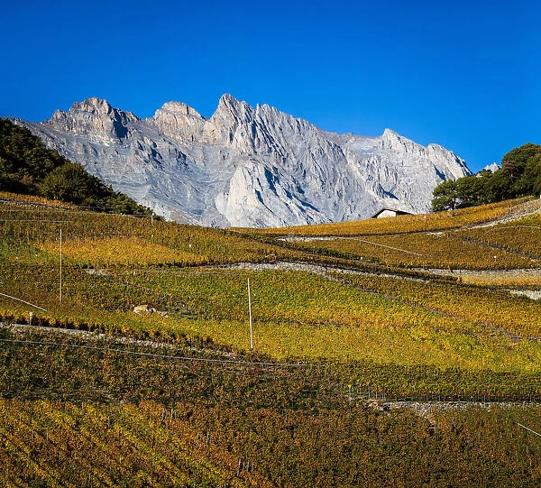 Switzerland, Canton of Valais, Saillon, Vineyards landscape around Saillon
