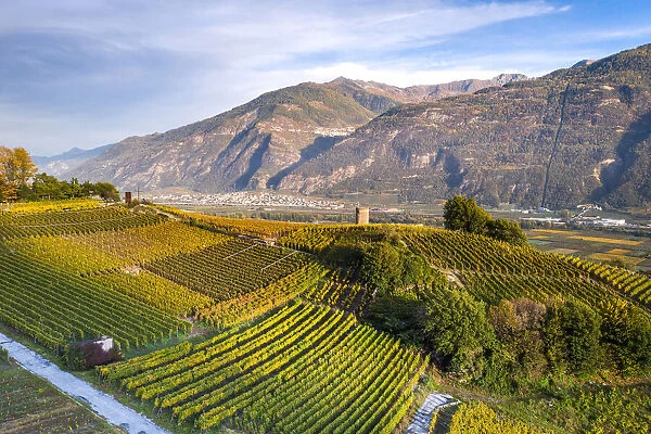 Switzerland, Canton of Valais, Saillon, Vineyard landscape