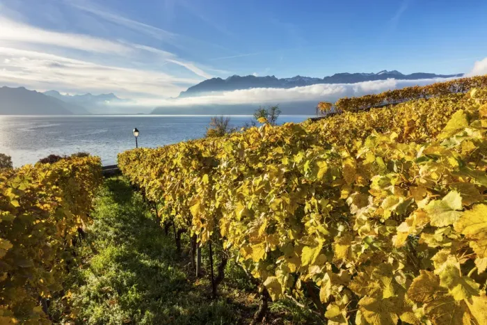 Framed Print : Switzerland, Canton of Vaud, Lake Geneva, Lavaux UNESCO world heritage site Framed Print : Switzerland, Canton of Vaud, Lake Geneva, Lavaux UNESCO world heritage site