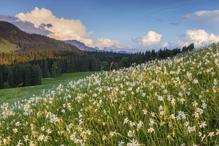 Framed Print : Switzerland, Canton of Vaud, Les Pleiades plateau, Daffodils Framed Print : Switzerland, Canton of Vaud, Les Pleiades plateau, Daffodils