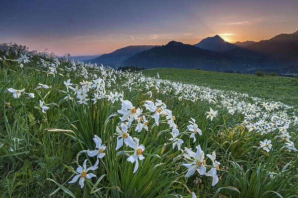 Switzerland, Canton of Vaud, Les Pleiades plateau, Daffodils