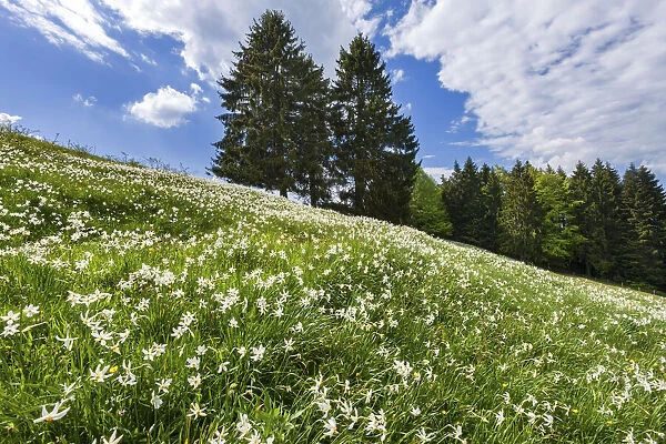 Switzerland, Canton of Vaud, Les Pleiades plateau, Daffodils