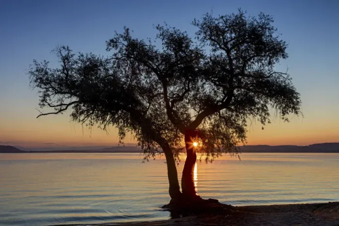 Framed Print : Switzerland, Canton of Vaud, Murten lake, sunrise, tree near Salavaux village Framed Print : Switzerland, Canton of Vaud, Murten lake, sunrise, tree near Salavaux village