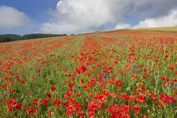 Switzerland, Canton of Vaud, poppy field near La Sarraz village