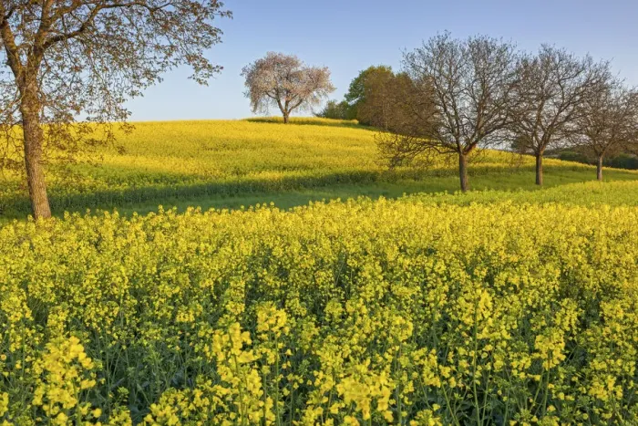 Framed Print : Switzerland, Canton of Vaud, Rapeseed field near Mex village Framed Print : Switzerland, Canton of Vaud, Rapeseed field near Mex village