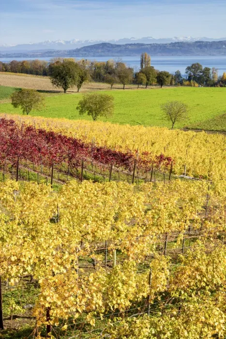 Framed Print : Switzerland, Canton of Vaud, vineyard near Concise village, Lake Neuchatel Framed Print : Switzerland, Canton of Vaud, vineyard near Concise village, Lake Neuchatel