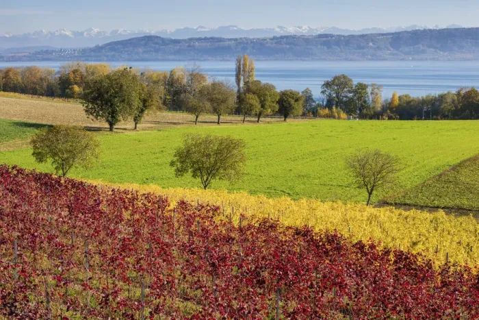 Framed Print : Switzerland, Canton of Vaud, vineyard near Concise village, Lake Neuchatel Framed Print : Switzerland, Canton of Vaud, vineyard near Concise village, Lake Neuchatel