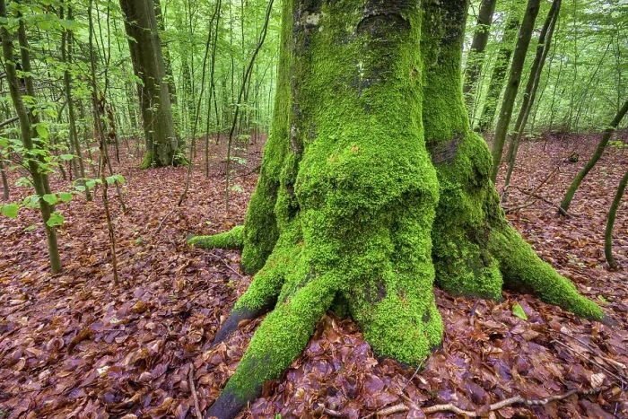 Framed Print : Switzerland, Canton Zurich, forest, beech trunk Framed Print : Switzerland, Canton Zurich, forest, beech trunk