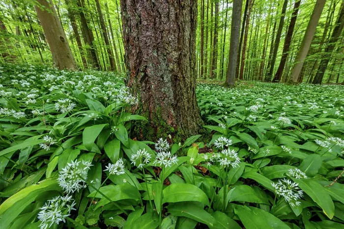 Framed Print : Switzerland, Canton Zurich, forest, wild garlic Framed Print : Switzerland, Canton Zurich, forest, wild garlic