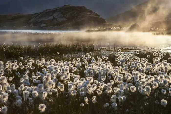 Framed Print : Switzerland, Eriophorum at sunset on the Bernina pass, Engadine Framed Print : Switzerland, Eriophorum at sunset on the Bernina pass, Engadine