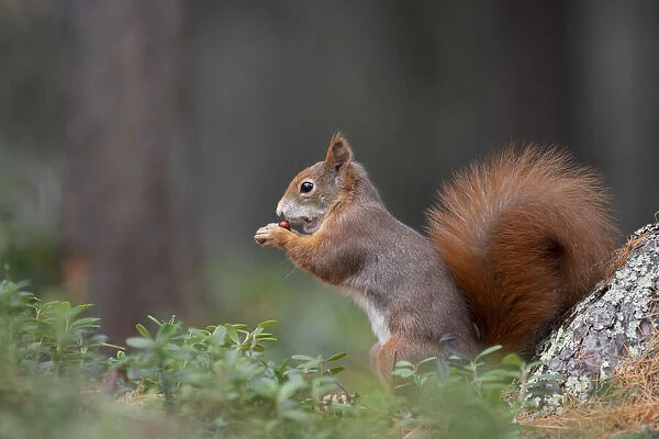Switzerland Eurasian red squirrel Sciurus vulgaris