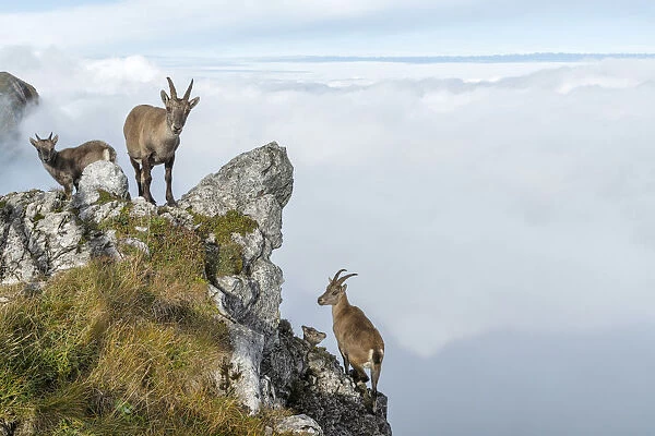 Switzerland, Lucerne, Mount Pilatus, Ibex