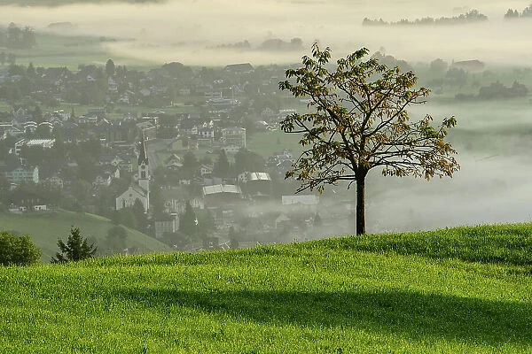 Switzerland, St. Gallen Canton, Gams, church with tree and fog