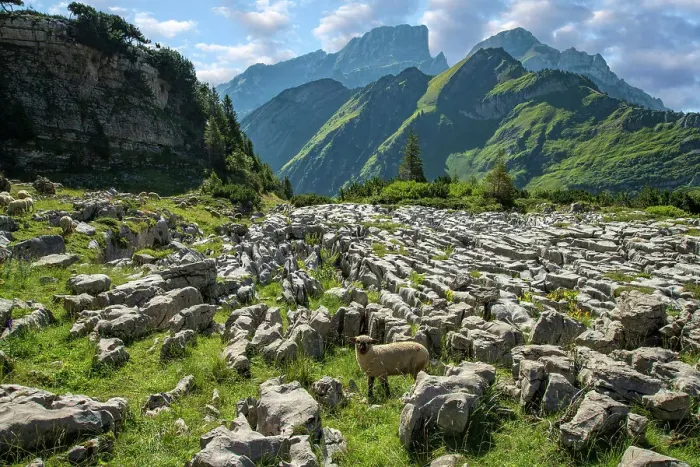 Framed Print : Switzerland, St. Gallen, Grabs, sheep and Karst cliffs with view to Gamsberg Framed Print : Switzerland, St. Gallen, Grabs, sheep and Karst cliffs with view to Gamsberg