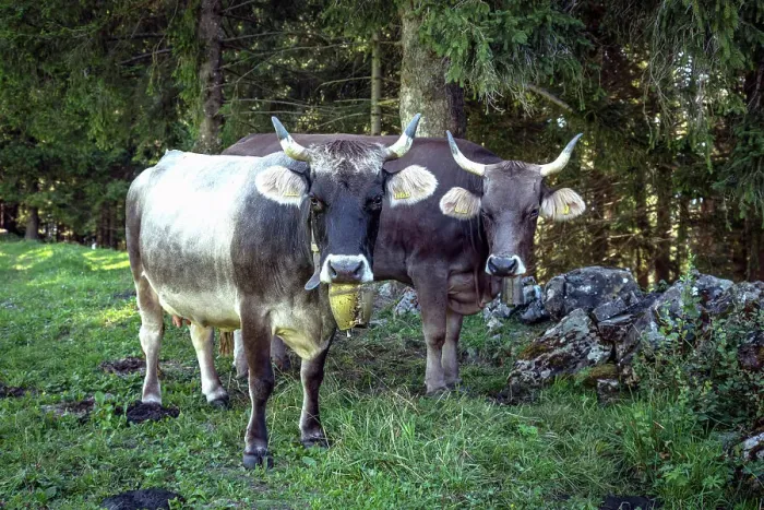 Framed Print : Switzerland, St. Gallen, Grabs, Swiss cows with horns in the alps Framed Print : Switzerland, St. Gallen, Grabs, Swiss cows with horns in the alps