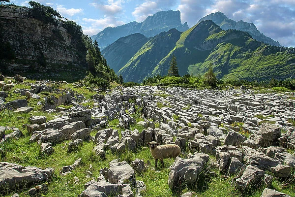 Switzerland, St. Gallen, Grabs, sheep and Karst cliffs with view to Gamsberg