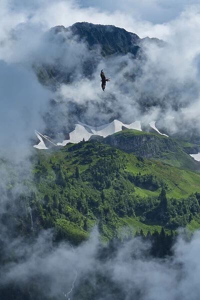 Switzerland, St. Gallen, Grabs, Voralp, Red Kite in flight (m)