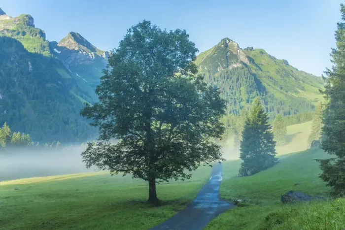 Framed Print : Switzerland, St. Gallen, Grabs, Voralp, Maple tree Framed Print : Switzerland, St. Gallen, Grabs, Voralp, Maple tree