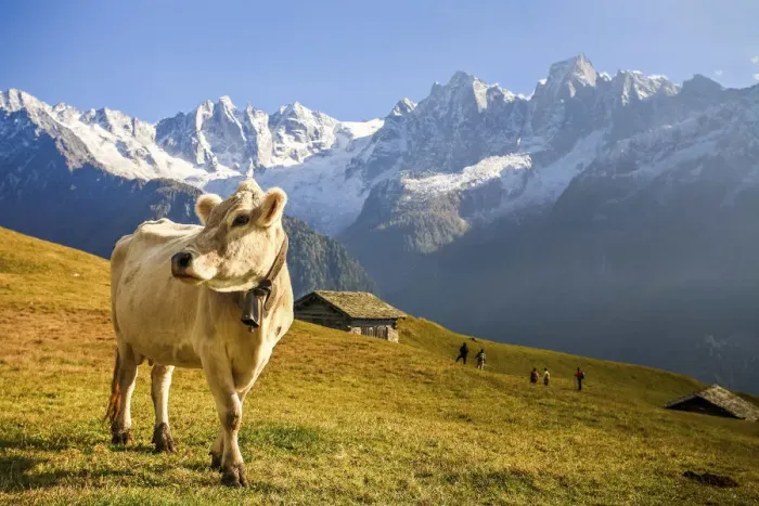 Framed Print : Switzerland, Tombal, in the background the Sciore peak, Cengalo peak, Bregaglia valley Framed Print : Switzerland, Tombal, in the background the Sciore peak, Cengalo peak, Bregaglia valley