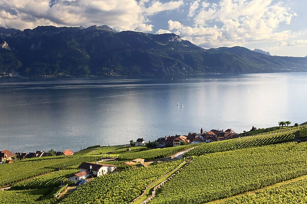 Switzerland, Vaud, Lavaux Vineyards, Rivaz Village and Lac Leman  /  Lake Geneva