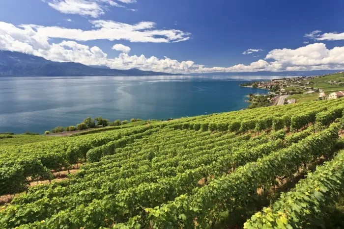 Framed Print : Switzerland, Vaud, Lavaux Vineyards and Lac Leman / Lake Geneva Framed Print : Switzerland, Vaud, Lavaux Vineyards and Lac Leman / Lake Geneva