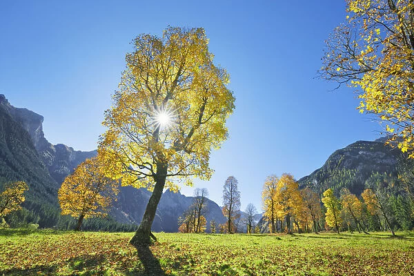 Sycamore maple in autumn colours - Austria, Tyrolia, Schwaz, Risstal, Eng