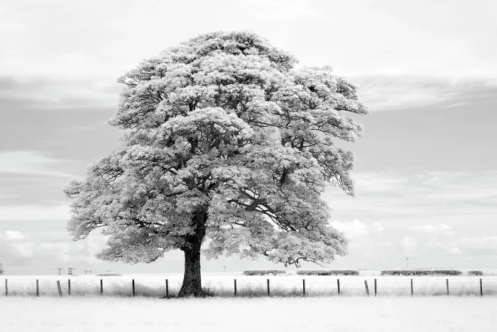Framed Print : Sycamore tree in infrared, near Alnwick, Northumberland, England Framed Print : Sycamore tree in infrared, near Alnwick, Northumberland, England