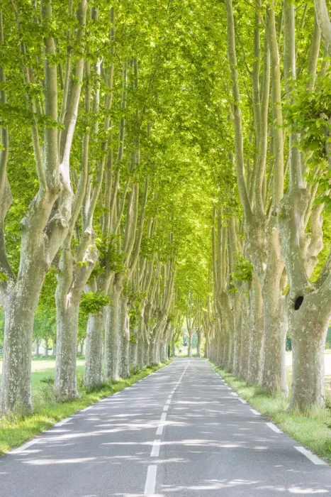 Framed Print : Sycamore Tree-lined Road, Provence, France Framed Print : Sycamore Tree-lined Road, Provence, France