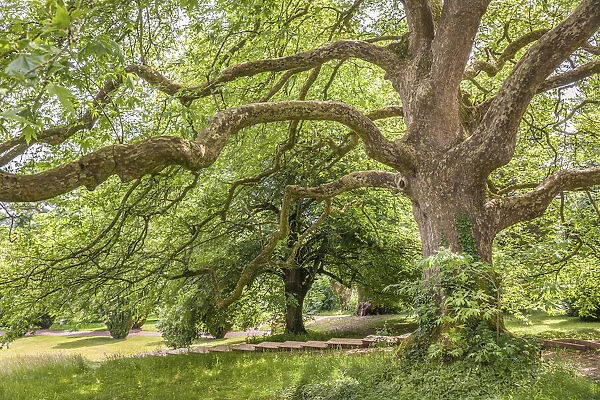 Sycamore tree in Tyntesfield Park near Bristol, North Somerset, England