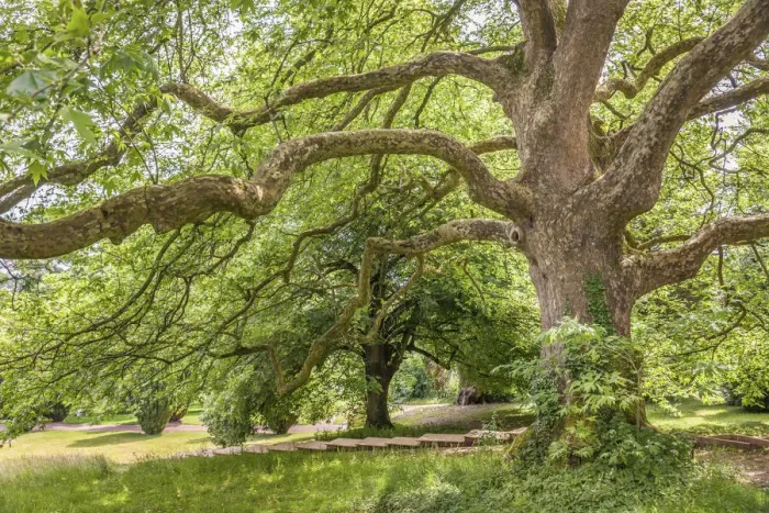 Framed Print : Sycamore tree in Tyntesfield Park near Bristol, North Somerset, England Framed Print : Sycamore tree in Tyntesfield Park near Bristol, North Somerset, England