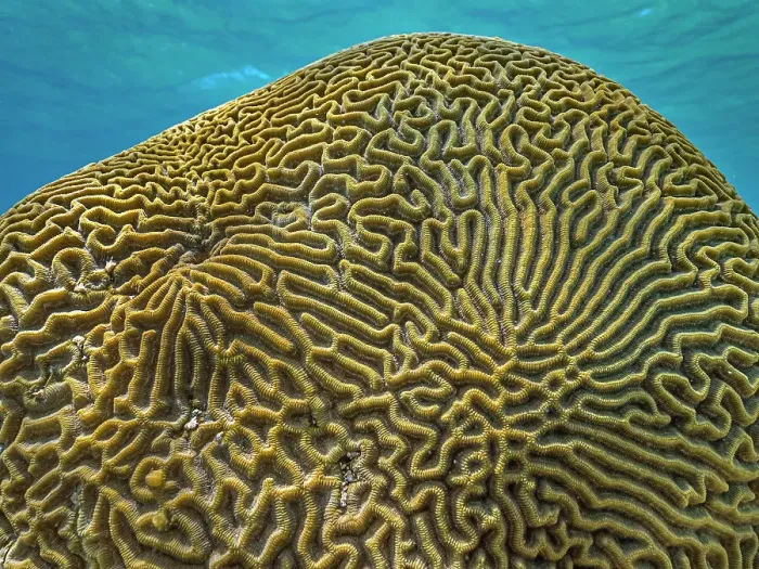Framed Print : Symmetrical Brain Coral (Pseudodiploria strigosa), Grand Cayman, Cayman Islands, British West Indies Framed Print : Symmetrical Brain Coral (Pseudodiploria strigosa), Grand Cayman, Cayman Islands, British West Indies