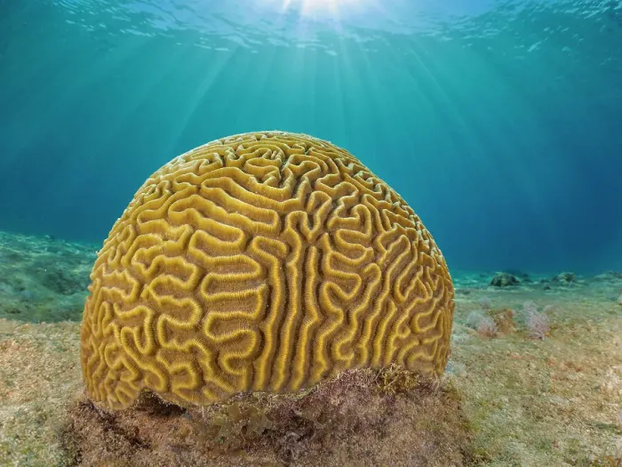 Framed Print : Symmetrical Brain Coral (Pseudodiploria strigosa), Grand Cayman, Cayman Islands, British West Indies Framed Print : Symmetrical Brain Coral (Pseudodiploria strigosa), Grand Cayman, Cayman Islands, British West Indies