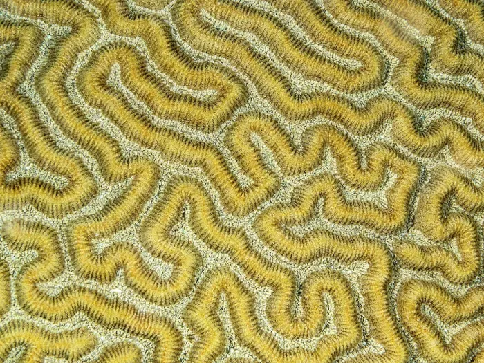 Framed Print : Symmetrical Brain Coral (Pseudodiploria strigosa), Grand Cayman, Cayman Islands, British West Indies Framed Print : Symmetrical Brain Coral (Pseudodiploria strigosa), Grand Cayman, Cayman Islands, British West Indies