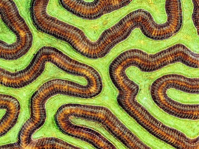 Framed Print : Symmetrical Brain Coral (Pseudodiploria strigosa), Grand Cayman, Cayman Islands, British West Indies Framed Print : Symmetrical Brain Coral (Pseudodiploria strigosa), Grand Cayman, Cayman Islands, British West Indies
