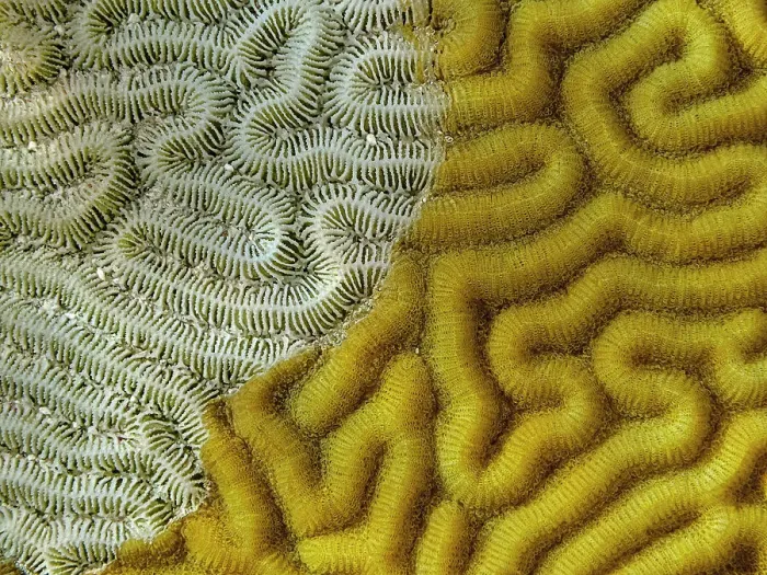 Framed Print : Symmetrical Brain Coral (Pseudodiploria strigosa) showing evidence of dying, Grand Cayman, Cayman Islands, British West Indies Framed Print : Symmetrical Brain Coral (Pseudodiploria strigosa) showing evidence of dying, Grand Cayman, Cayman Islands, British West Indies