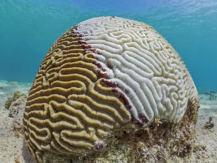 Framed Print : Symmetrical Brain Coral (Pseudodiploria strigosa) suffering from Stony Coral Tissue Loss Disease (SCTLD) Grand Cayman, Cayman Islands, British West Indies Framed Print : Symmetrical Brain Coral (Pseudodiploria strigosa) suffering from Stony Coral Tissue Loss Disease (SCTLD) Grand Cayman, Cayman Islands, British West Indies